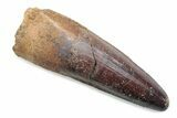 Fossil Spinosaurus Tooth - Real Dinosaur Tooth #370534-1